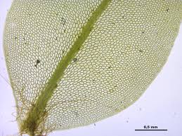 Attēlu rezultāti vaicājumam “Plagiomnium ellipticum”