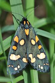 Attēlu rezultāti vaicājumam “Callimorpha dominula”