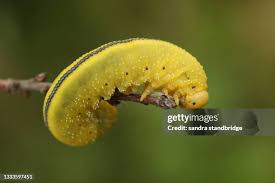 Attēlu rezultāti vaicājumam “Cimbex luteus”