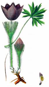 Attēlu rezultāti vaicājumam “Pulsatilla patens leaf”