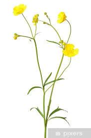 Attēlu rezultāti vaicājumam “Ranunculus acris flower”