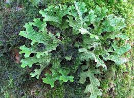 Attēlu rezultāti vaicājumam “Plectocarpon lichenum”