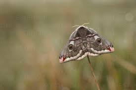 Attēlu rezultāti vaicājumam “Saturnia pavonia female”