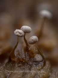 Attēlu rezultāti vaicājumam “Physarum bitectum spores”