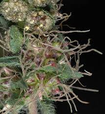 Attēlu rezultāti vaicājumam “Ambrosia artemisiifolia bud”