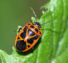 Attēlu rezultāti vaicājumam “Eurydema dominulus”