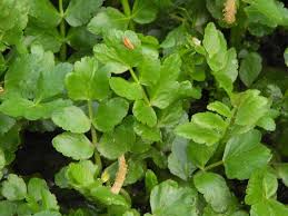 Attēlu rezultāti vaicājumam “Berula erecta leaf”