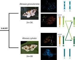 Attēlu rezultāti vaicājumam “Abraxas grossulariata pupa”