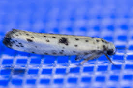 Attēlu rezultāti vaicājumam “Yponomeuta plumbella”