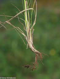 Attēlu rezultāti vaicājumam “Poa angustifolia fruit”