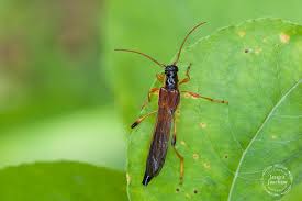 Attēlu rezultāti vaicājumam “Necydalis major”