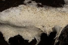 Attēlu rezultāti vaicājumam “Trechispora mollusca”