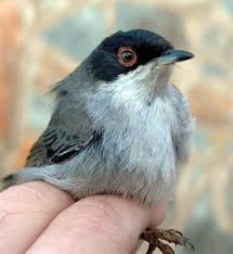 Attēlu rezultāti vaicājumam “Sylvia curruca adult”