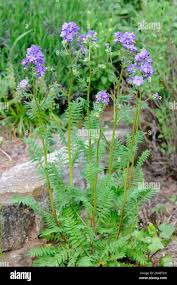 Attēlu rezultāti vaicājumam “Polemonium caeruleum bud”