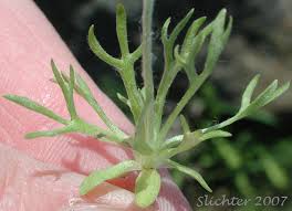 Attēlu rezultāti vaicājumam “Cribraria vulgaris stalked”