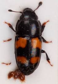 Attēlu rezultāti vaicājumam “Glischrochilus grandis”