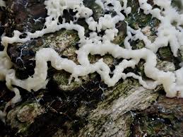 Attēlu rezultāti vaicājumam “Trichia ambigua spores”