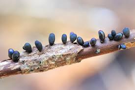 Attēlu rezultāti vaicājumam “Lamproderma arcyrioides macro”