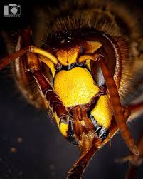 Attēlu rezultāti vaicājumam “Vespa crabro”