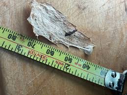 Attēlu rezultāti vaicājumam “Hemitrichia leiotricha spores”