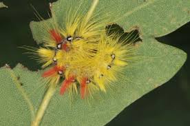 Attēlu rezultāti vaicājumam “Acronicta aceris”