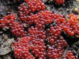 Attēlu rezultāti vaicājumam “Nectria cinnabarina”