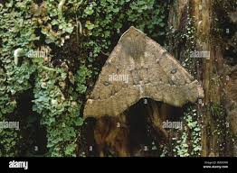 Attēlu rezultāti vaicājumam “Odontopera bidentata”