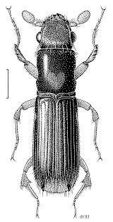 Attēlu rezultāti vaicājumam “Cucujidae”