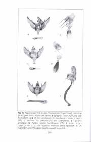 Attēlu rezultāti vaicājumam “Charissa ambiguata”