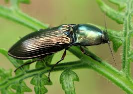 Attēlu rezultāti vaicājumam “Selatosomus aeneus”