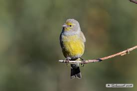Image result for Carduelis citrinella