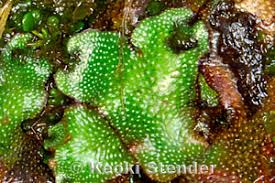 Attēlu rezultāti vaicājumam “Marchantia polymorpha”