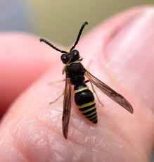 Attēlu rezultāti vaicājumam “Ancistrocerus sp. male”