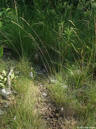 Attēlu rezultāti vaicājumam “Festuca rubra subsp. rubra fruit”