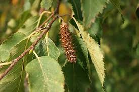 Attēlu rezultāti vaicājumam “Betula humilis fruit”