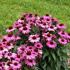 Attēlu rezultāti vaicājumam “Echinacea purpurea flower”