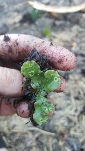 Attēlu rezultāti vaicājumam “Lophozia incisa”