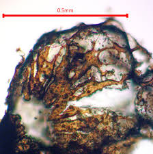 Attēlu rezultāti vaicājumam “Cribraria argillacea sessile”