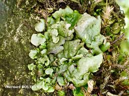 Attēlu rezultāti vaicājumam “Dermatocarpon luridum”