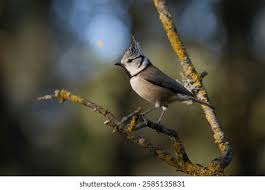 Attēlu rezultāti vaicājumam “Lophophanes cristatus adult”