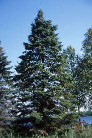 Attēlu rezultāti vaicājumam “Abies balsamea”