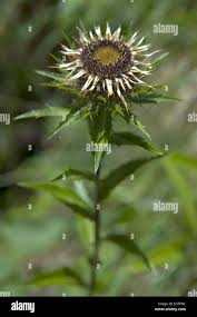 Attēlu rezultāti vaicājumam “Carlina biebersteinii leaf”