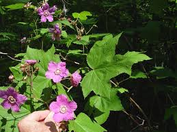 Attēlu rezultāti vaicājumam “Rubus plicatus flower”