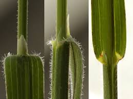 Attēlu rezultāti vaicājumam “Helictotrichon pubescens”