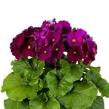 Image result for Primula obconica