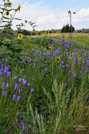Attēlu rezultāti vaicājumam “Betula humilis female flower”