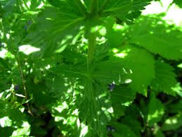 Attēlu rezultāti vaicājumam “Veronica austriaca subsp. teucrium leaf”