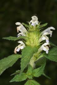 Attēlu rezultāti vaicājumam “Galeopsis bifida”