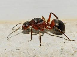 Attēlu rezultāti vaicājumam “Formica rufa”