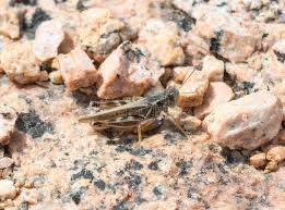 Attēlu rezultāti vaicājumam “Pinthaeus sanguinipes imago”